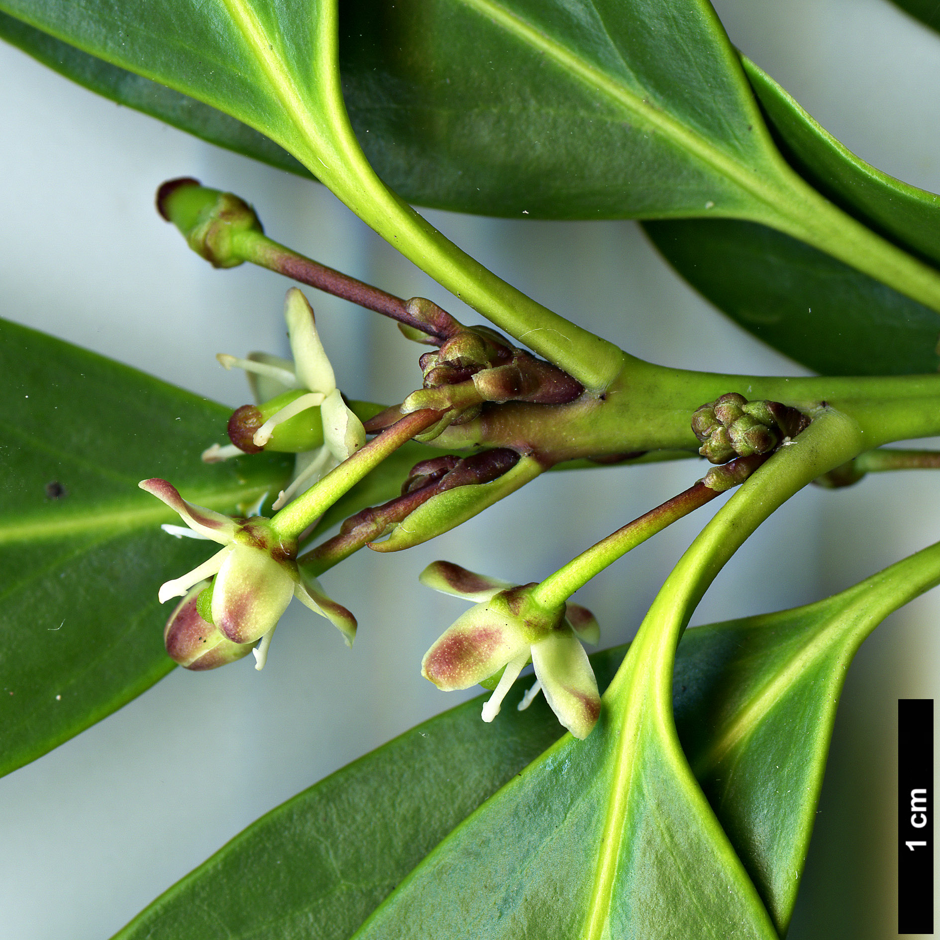 High resolution image: Family: Aquifoliaceae - Genus: Ilex - Taxon: integra - SpeciesSub: var. leucoclada